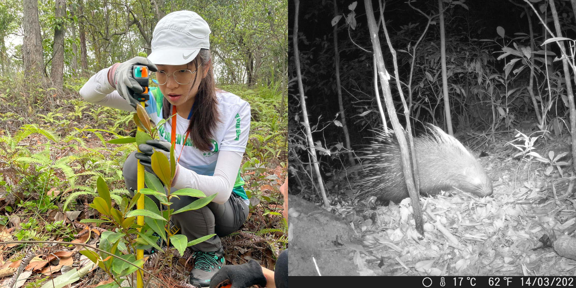 樹木調查及生態記錄